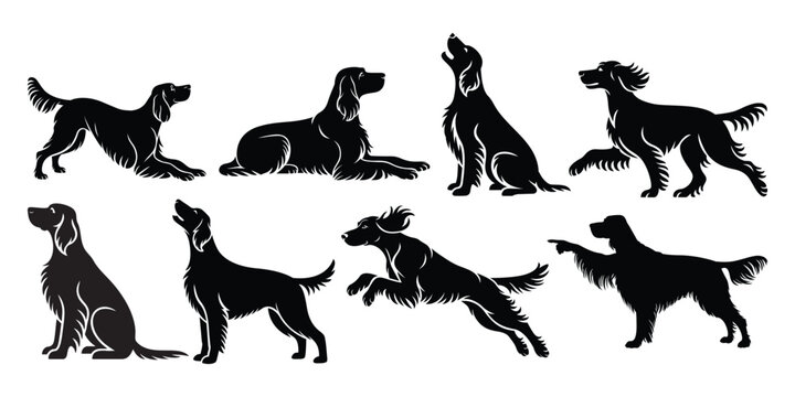 Set of English Setter Dogs Silhouettes in Different Poses 