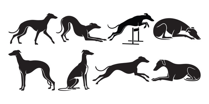 Greyhound Dog Silhouette Set in Running, Jumping and Resting Poses Isolated on White