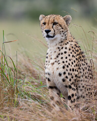 a portrait of a cheetah © Jurgens