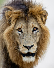 Naklejka premium a mature male lion close-up