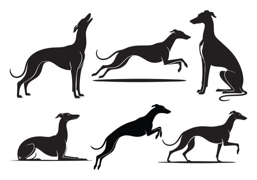 Whippet Dog Silhouette Set Vector Collection | Elegant Sighthound Running Poses Outline Bundle