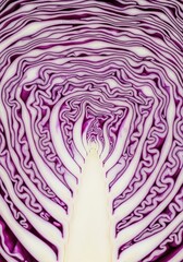Obraz premium Purple cabbage cross section displays intricate internal textures and natural patterns.