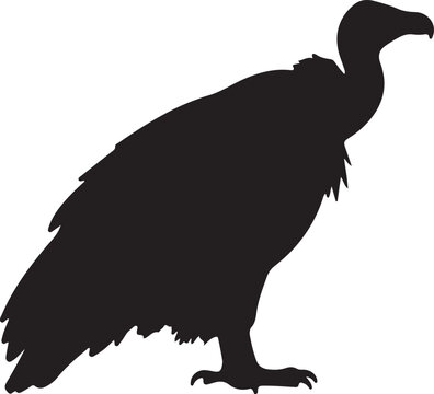 Vulture Bird Silhouette Vector Illustration Isolated On White Background