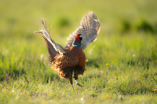 Male of the common pheasant (Phasianus colchicus, ring-necked pheasant, blue-headed pheasant) jumping and spreading its wings on a meadow while tooting