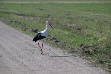 Bocian biały (Ciconia ciconia) idący polną drogą w słoneczny dzień, na piaszczystej drodze, widok z boku, polska wieś © Joanna