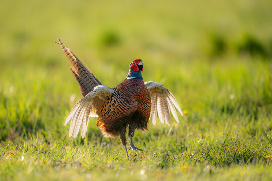 Male of the common pheasant (Phasianus colchicus, ring-necked pheasant, blue-headed pheasant) jumping and spreading its wings on a meadow while tooting
