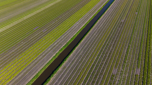 Aerial view of vibrant agricultural fields with parallel crop rows and a narrow drainage canal under bright sunlight in Heiloo, North Holland, Netherlands.