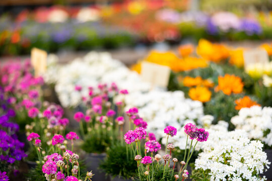 Rows of perennial garden flowers growing in greenhouse farm.