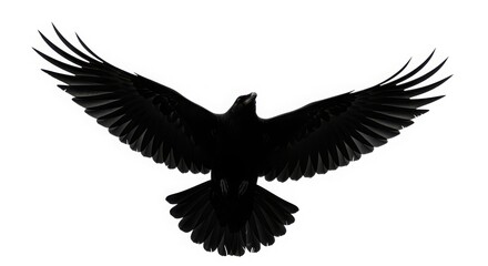 Fototapeta premium Black eagle bird flying with wings spread