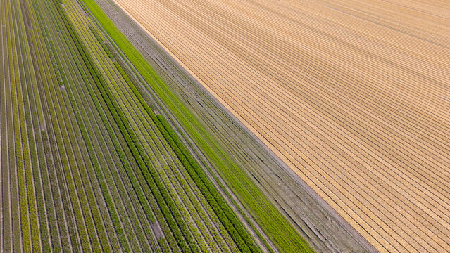 Aerial view of vibrant green and tan agricultural fields with geometric patterns and straight rows under soft daylight Heiloo, North Holland, Netherlands.