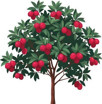 Rambutan tree full of ripe red fruit and green foliage with rambutan