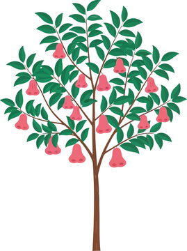 Rose apple tree with pink tropical fruits and green leaves, tropical