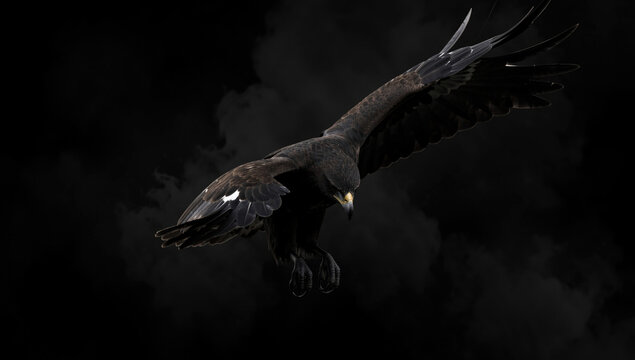 A large bird in flight against a dark sky