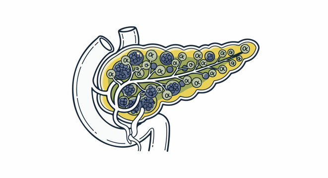 Anatomical illustration of the pancreas with scattered alpha cells within islets