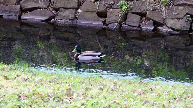 Male mallard duck swims gracefully along a calm stream bordered by a stone wall and grassy bank, showcasing the serene beauty of nature in a tranquil setting