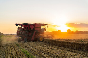 Fototapeta premium The combine is harvesting the wheat in the evening