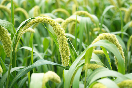 foxtail millet in the field