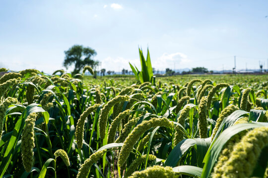 foxtail millet in the field