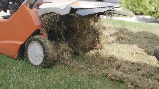 A man uses a professional gasoline scarifier to remove moss and thatch from a green lawn in a private house backyard.