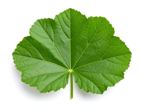 Musk Mallow Leaf (Abelmoschus moschatus) - green leaf isolated on white
