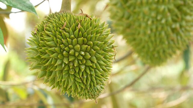 Macro view of a young baby durian fruit with sharp green spikes hanging on a sturdy tree branch against a beautifully blurred natural bokeh background.