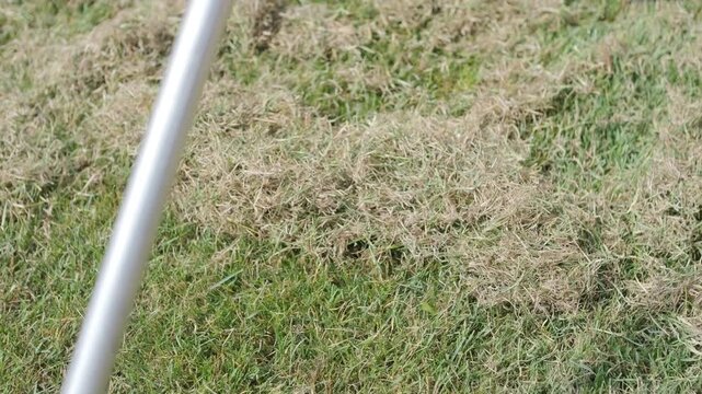 Man raking a pile of dry grass and moss after scarifying a lawn in a private house backyard.
