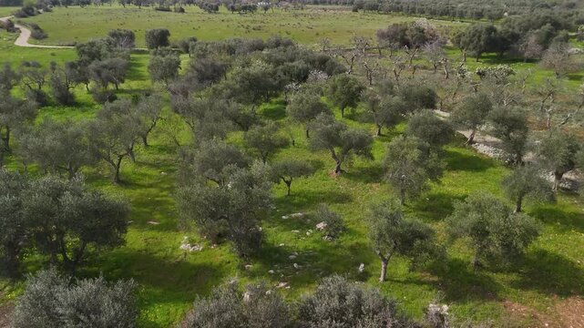 Aerial view of an olive grove with old olive trees and dry stone walls in Puglia Italy
