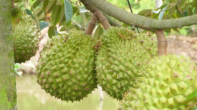 Macro shot of several big, mature durian fruits hanging heavily on a branch, ready for the upcoming harvest in a farm.