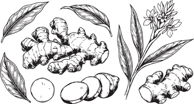 Hand-drawn illustration of fresh ginger root and leaves with black and white