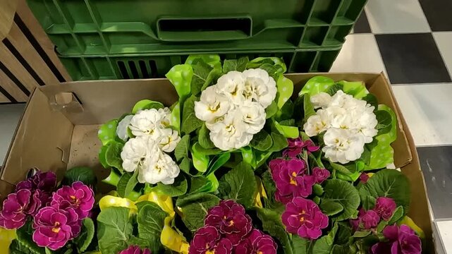 Colorful primula flowers in big box for sale in shop.