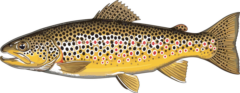 Realistic Brown Trout Fish Illustration for Outdoor, Nature, and Wildlife Projects, Websites, Apps, and Digital Media Designs