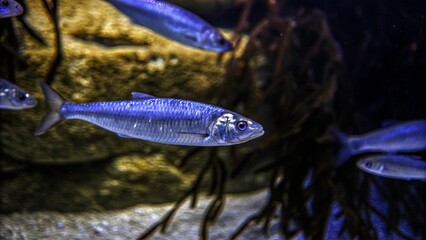 Herring are on the move undersea in the Norwegian sea, the fjords of Norway.  © pinan