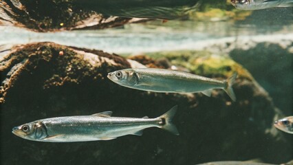 Herring are on the move undersea in the Norwegian sea, the fjords of Norway.  © pinan
