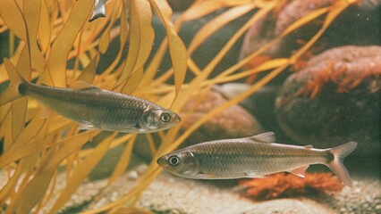 Herring are on the move undersea in the Norwegian sea, the fjords of Norway.  © pinan