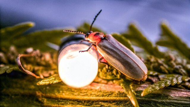 Close up of a male firefly in the forest at night, the eastern United States.
