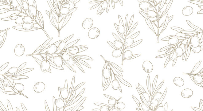 Seamless pattern of hand drawn olive branches with leaves and fruits in a delicate sketch style for Mediterranean and culinary themes.