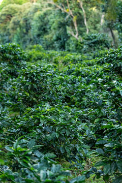 Coffee plants with vibrant green leaves thrive in rows on a plantation in Boquete, Chiriqui, Panama, showcasing sustainable agriculture and the growth process of a beloved crop - stock photo