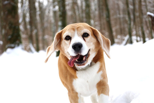 Beagle smiles warmly in snowy woods