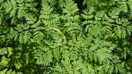 Fototapeta premium Wild green leaves in the garden