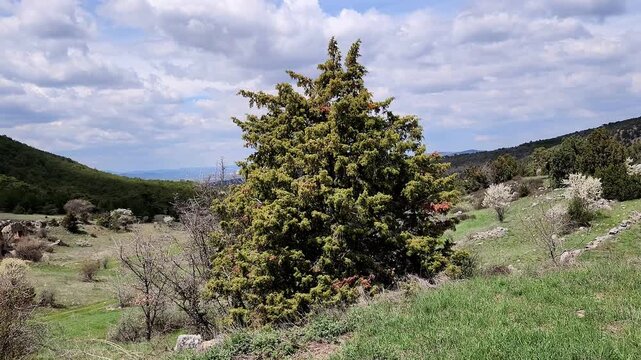 A Juniperus oxycedrus (cade juniper), a resilient evergreen conifer forming a narrow pyramidal shape when mature, distinguished by its rigid, sharp needle-like leaves and strong adaptation to dry, roc