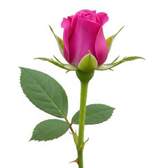 Obraz premium Vibrant pink rose bud with green leaves