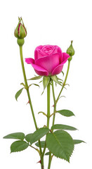 Obraz premium Vibrant pink rose with buds on a green stem