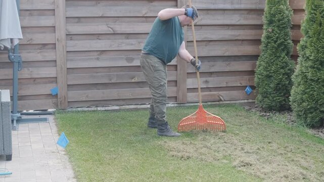Man raking a pile of dry grass and moss after scarifying a lawn in a private house backyard.