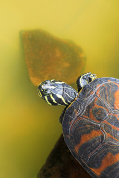 tortuga de vientre rojo en el agua tomando el sol encima de una piedra pseudemys nelsoni 4M0A1832-as26