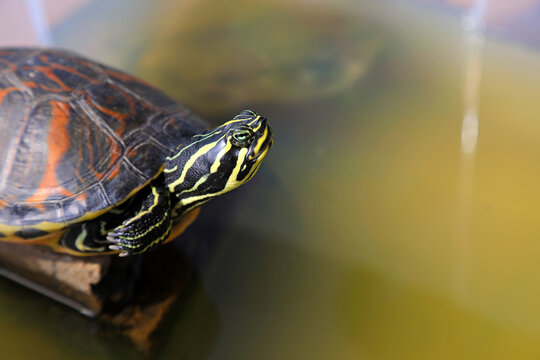 tortuga de vientre rojo en el agua tomando el sol encima de una piedra pseudemys nelsoni 4M0A1850-as26