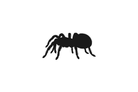 Black silhouette of a large tarantula spider isolated on white