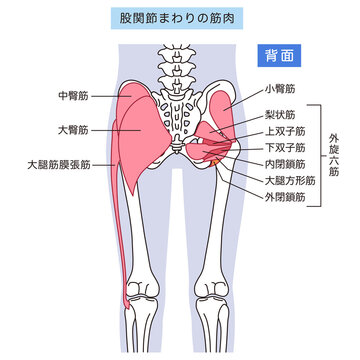 お尻、股関節まわりの筋肉　大臀筋　外旋六筋