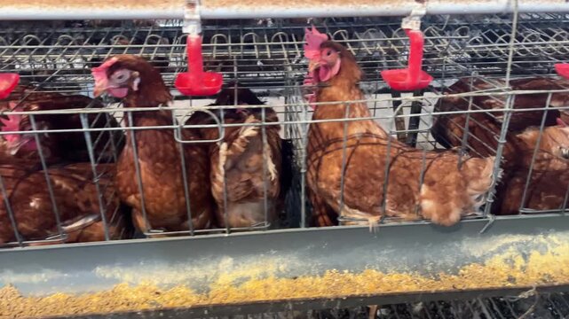 A modern poultry farm with rows of laying hens in a well-maintained commercial farming facility. An industrial layer farm with an efficient feeding system. Modern Poultry Farm with Laying Hens