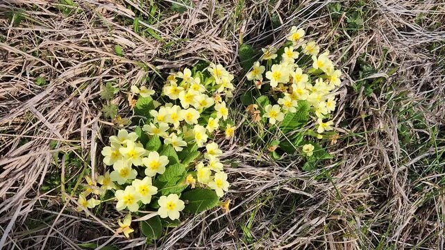 Blooming primroses (Primula vulgaris), a wild spring flower with delicate yellow blossoms and rosette-shaped green leaves, commonly found in moist meadows, forest edges, and streamside habitats, symbo