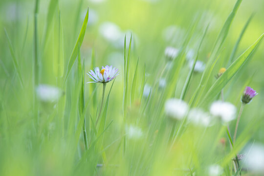 G&auml;nsebl&uuml;mchen (Bellis perennis) im weichen Gras mit sanftem Bokeh &ndash; ruhige Fr&uuml;hlingsszene - Minimalistische Naturaufnahme mit Fokus auf Ruhe und Leichtigkeit.